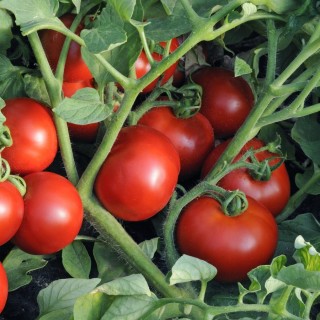img-0: Томат Ред Биф F1 - ООО «Семена Тут»