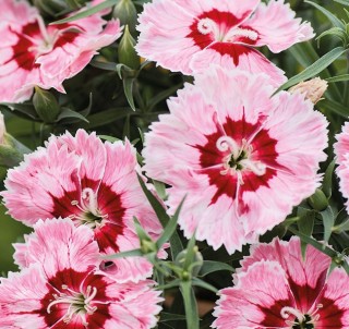 Гвоздика Диана Рэдиант Скарлет [1000 шт] - ООО «Семена Тут»