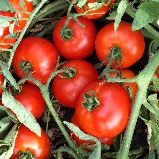 img-0: Томат Ред Пак F1 - ООО «Семена Тут»