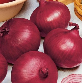 Лук репчатый Ред Свит F1 - ООО «Семена Тут»