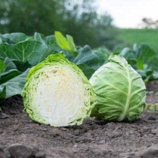 img-0: Капуста белокочанная Росберг F1 - ООО «Семена Тут»