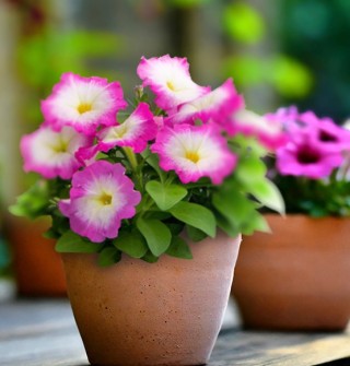 img-0: Петуния мультифлора БУМ Эйч ди Роуз Морн [1000 драже] - ООО «Семена Тут»