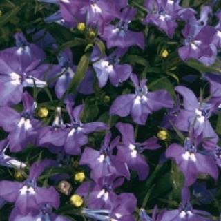 img-0: Лобелия прямостоячая Палас Роял [50 м/драже] - ООО «Семена Тут»