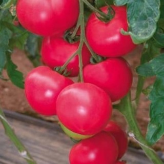 Томат Розалин F1 - ООО «Семена Тут»