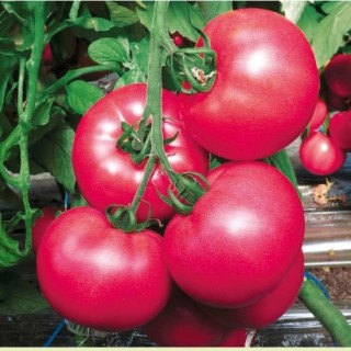 Томат Рози  Пик F1 - ООО «Семена Тут»
