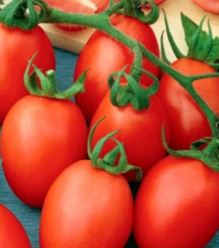 Томат Розовый бутон - ООО «Семена Тут»