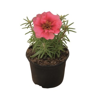 img-1: Портулак Сандайл F1 Корал [1000 шт] - ООО «Семена Тут»