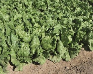 img-1: Салат Руморс - ООО «Семена Тут»