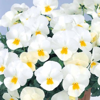 Виола рогатая Грандиссимо Вайт [1000 шт] - ООО «Семена Тут»