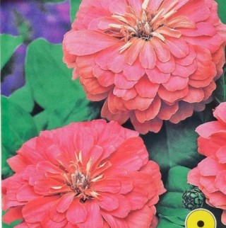 Цинния изящная Салмон Квин - ООО «Семена Тут»