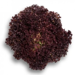 Салат Сенсибель - ООО «Семена Тут»