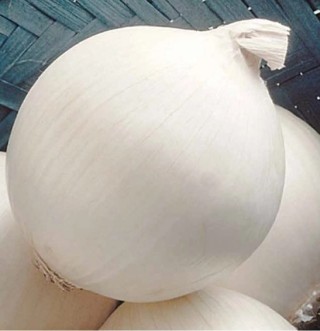 img-0: Лук репчатый Сьерра Бланка F1 - ООО «Семена Тут»