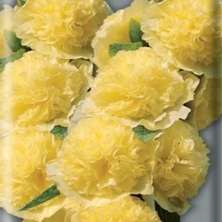 Шток-роза Желтая - ООО «Семена Тут»