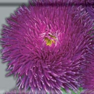 Астра игл Синдерелла - ООО «Семена Тут»