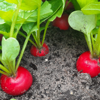 Редис Сизар F1 - ООО «Семена Тут»