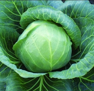 img-0: Капуста белокочанная Спринт F1 (инкруст.семена) - ООО «Семена Тут»