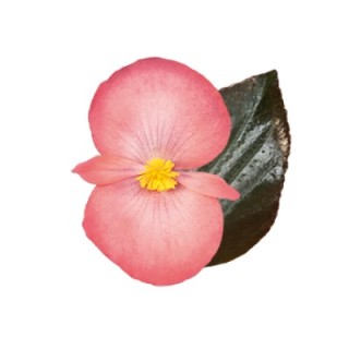 img-0: Бегония бенариенсис Биг Делюкс Салмон Бронз Лиф [500 драже] - ООО «Семена Тут»