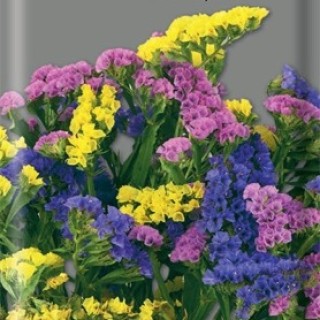 Статица Петит букет - ООО «Семена Тут»