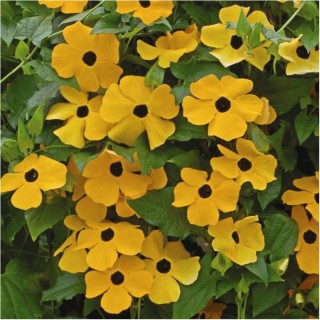 img-0: Тунбергия крылатая Оранжевая - ООО «Семена Тут»