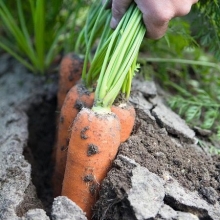 Морковь Навал F1 (фракция: 1,6-1,8 мм) - ООО «Семена Тут»