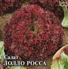 img-1: Салат Лолло Росса - ООО «Семена Тут»