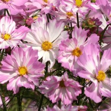 Космея Коллетта Пинк Вайт [250 шт] - ООО «Семена Тут»