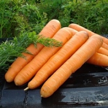 Морковь Маэстро F1 [1.8-2.0 мм] - ООО «Семена Тут»