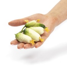 img-2: Огурец Квирк F1 - ООО «Семена Тут»