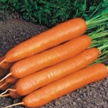 Морковь Нанте (фракция 1,4-1,6 мм) - ООО «Семена Тут»