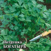 img-1: Петрушка Богатырь - ООО «Семена Тут»