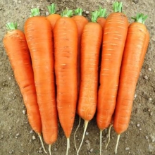 Морковь Колтан F1 (фракция 1,6-1,8 мм) - ООО «Семена Тут»