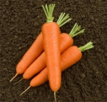Морковь Олимпо F1 [фракция 1,6-1,8 мм] - ООО «Семена Тут»