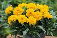 img-1: Кореопсис Сан Глоб [1000 шт] - ООО «Семена Тут»