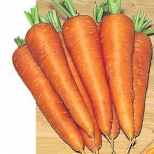 Морковь Карсон F1 (фракция: 1,6-1,8 мм) - ООО «Семена Тут»