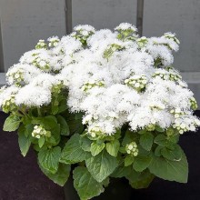 Агератум Белый шар - ООО «Семена Тут»