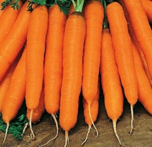 Морковь Сопрано F1 (фракция 1,6-1,8 мм) - ООО «Семена Тут»