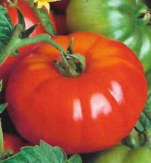 Томат Беркут F1 - ООО «Семена Тут»