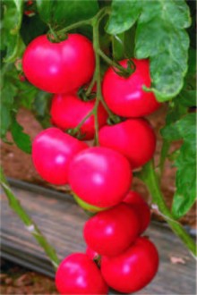 img-1: Томат Розмус F1 - ООО «Семена Тут»