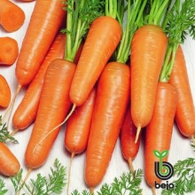 Морковь Кордоба F1 (фракция: 1,4-1,6 мм) - ООО «Семена Тут»