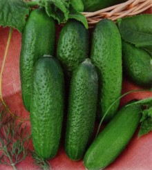 img-1: Огурец Перента F1 - ООО «Семена Тут»