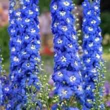 img-1: Дельфиниум высокий Аврора Блю [1000 шт] - ООО «Семена Тут»
