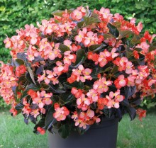 img-1: Бегония бенариенсис Биг Делюкс Салмон Бронз Лиф [500 драже] - ООО «Семена Тут»