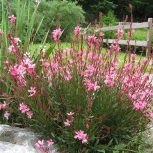 Гаура Линдхеймера [1 гр] - ООО «Семена Тут»