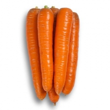 Морковь Морелия F1 (фракция 1,6-1,8 мм) - ООО «Семена Тут»