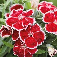 Гвоздика Дивинити Скарлет Биколор [1000 шт] - ООО «Семена Тут»