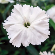 Гвоздика Дивинити Вайт [100 шт] - ООО «Семена Тут»