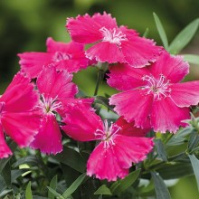 Гвоздика Дивинити Роуз [100 шт] - ООО «Семена Тут»