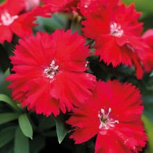 Гвоздика Дивинити Скарлет [100 шт] - ООО «Семена Тут»