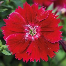 Гвоздика Дивинити Кримсон [100 шт] - ООО «Семена Тут»