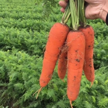 Морковь Аурантина F1 (ТСН 745) (фракция 2,0-2,2 мм) - ООО «Семена Тут»